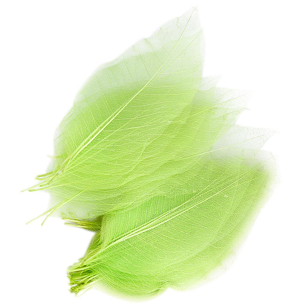 Natural Catbrier Skeleton Leav – Art Craft Leaves Bewertung und Preis